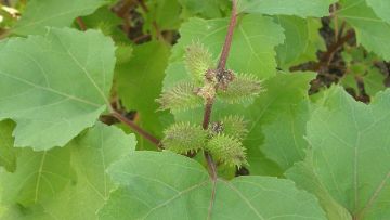 lampourde xanthium